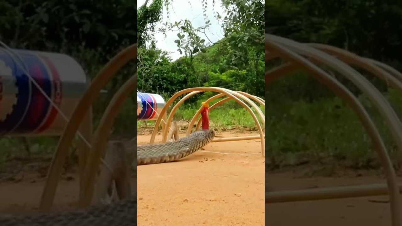 Primitive technology - Easy Snake Trap Using​ Wood Cutting Tools Catch Big Snake in Hole#shortsvideo