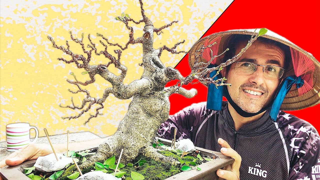 Bonsai de Ficus Tiger Bark - Poda, Aramação e Transplante!