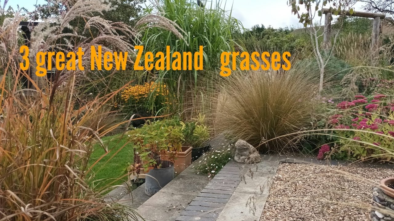 Three great New Zealand grasses