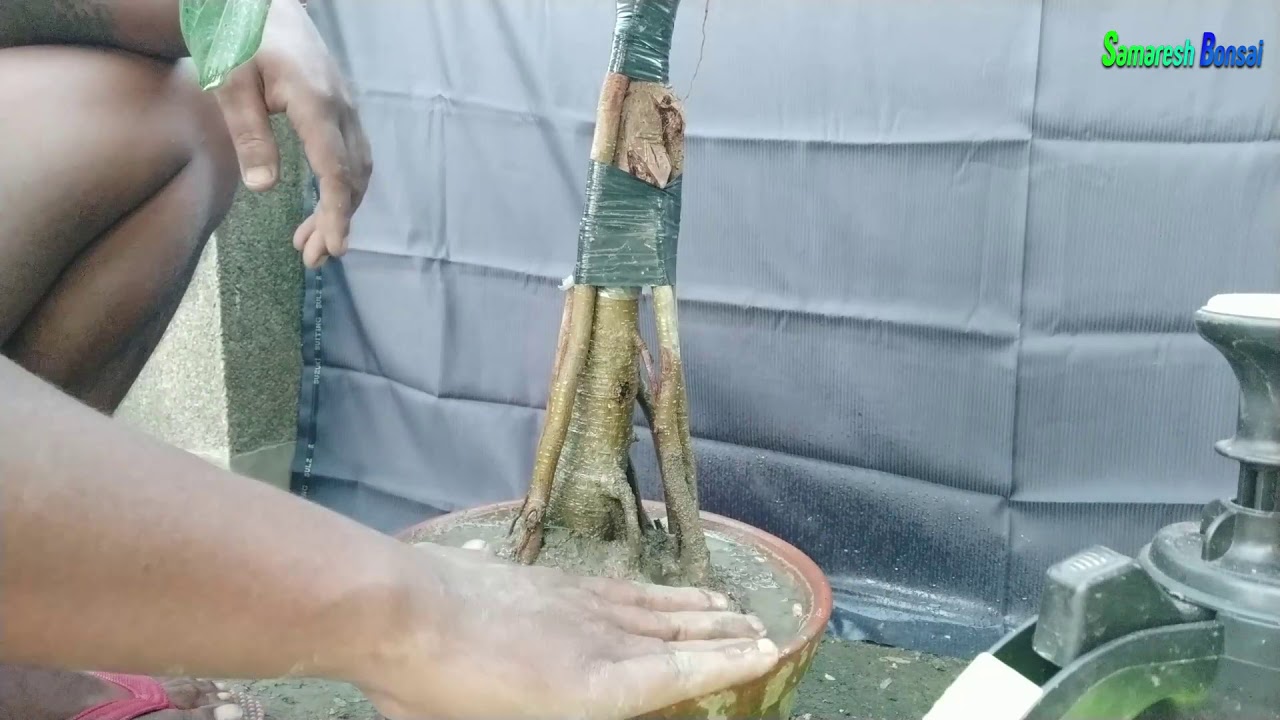 How To Grafting Or Grow Aerial Roots Banyan Bonsai Tree part 2