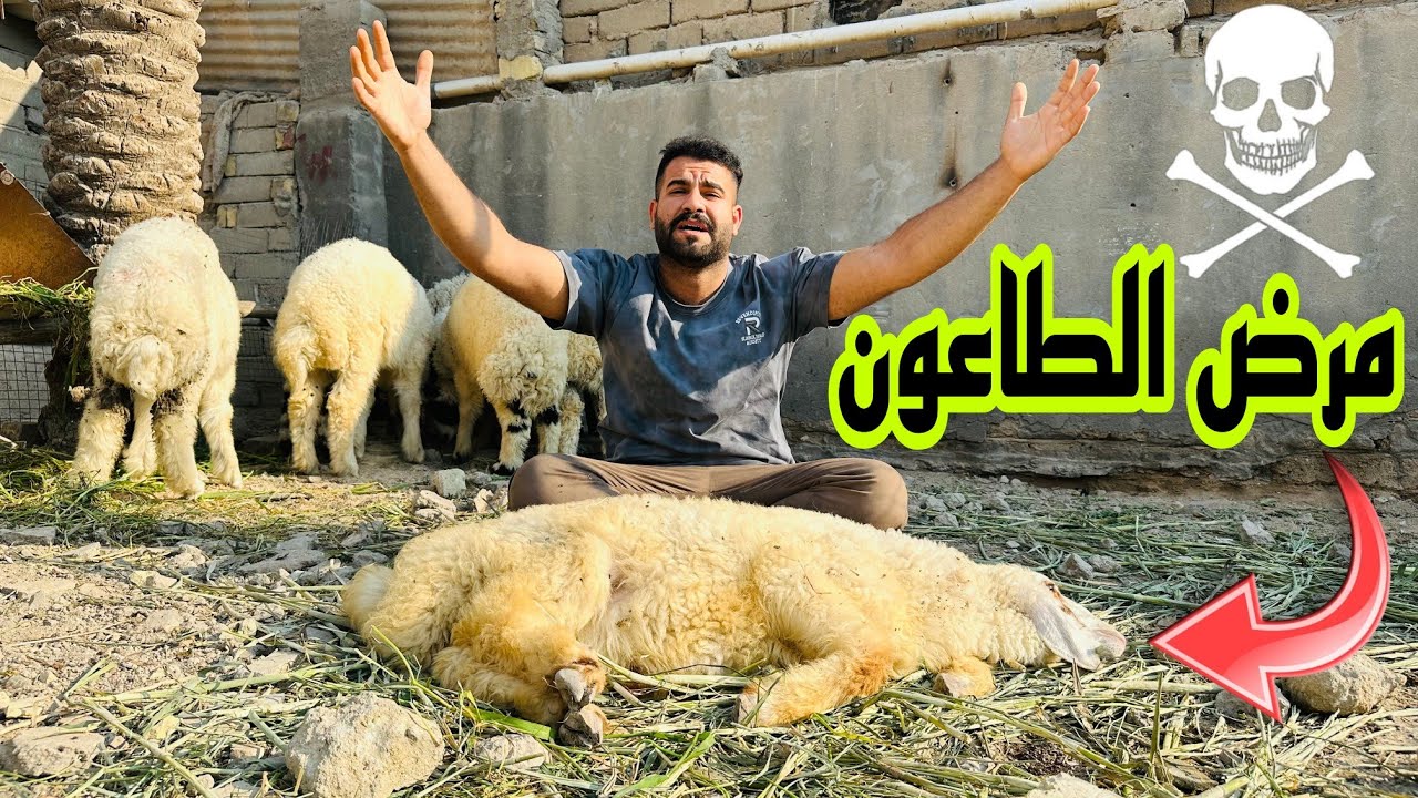 #الطاعون يهدد العراق ??/روتين العمل في المزرعة