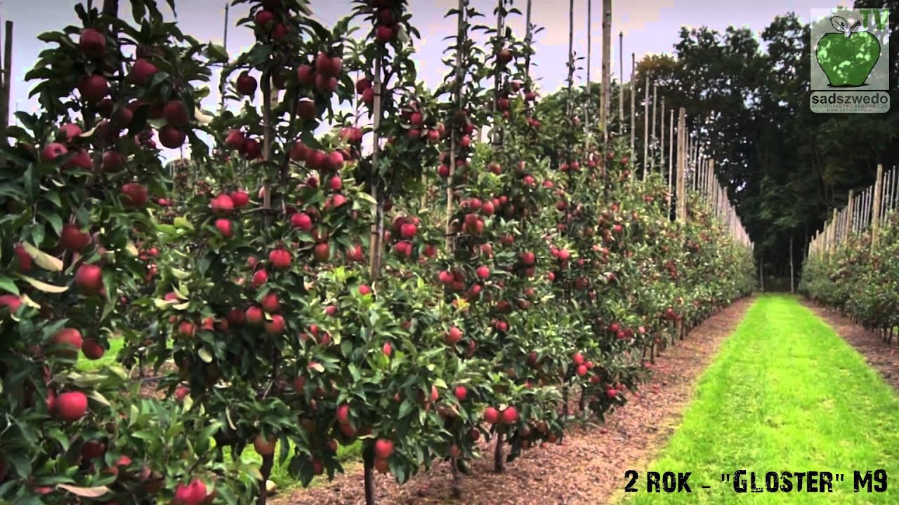 Sadownictwo 2013 - sadownicza codzienność (Tribute for the apple growers)