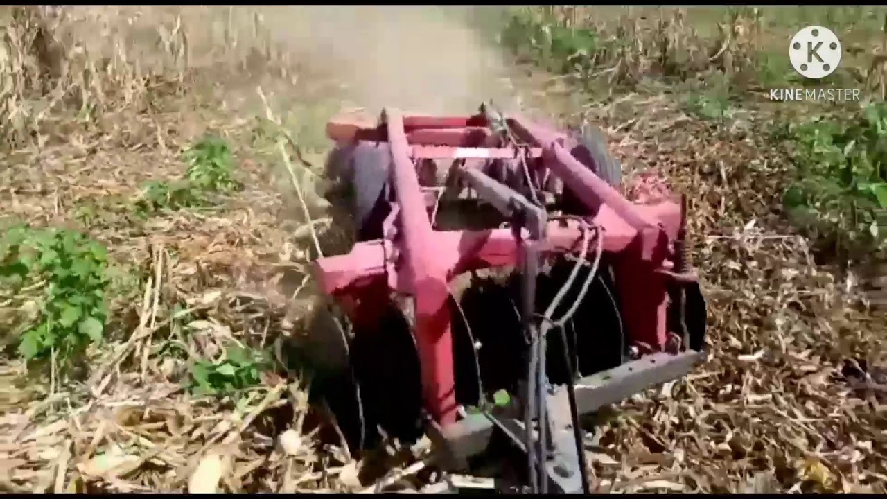 Massey Ferguson 4283 gradeando e matando lavoura de milho