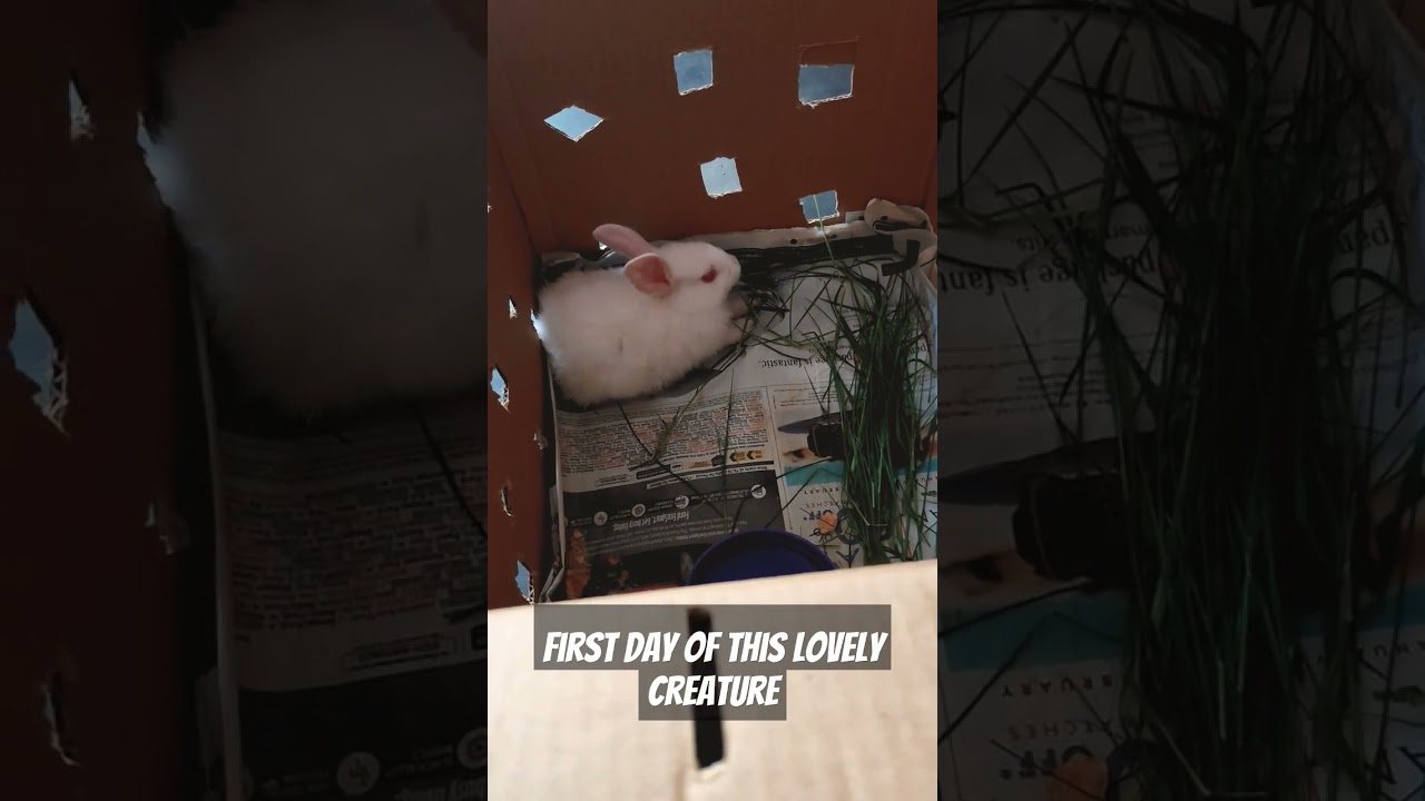 First Day of Our Rabbit at Home. 