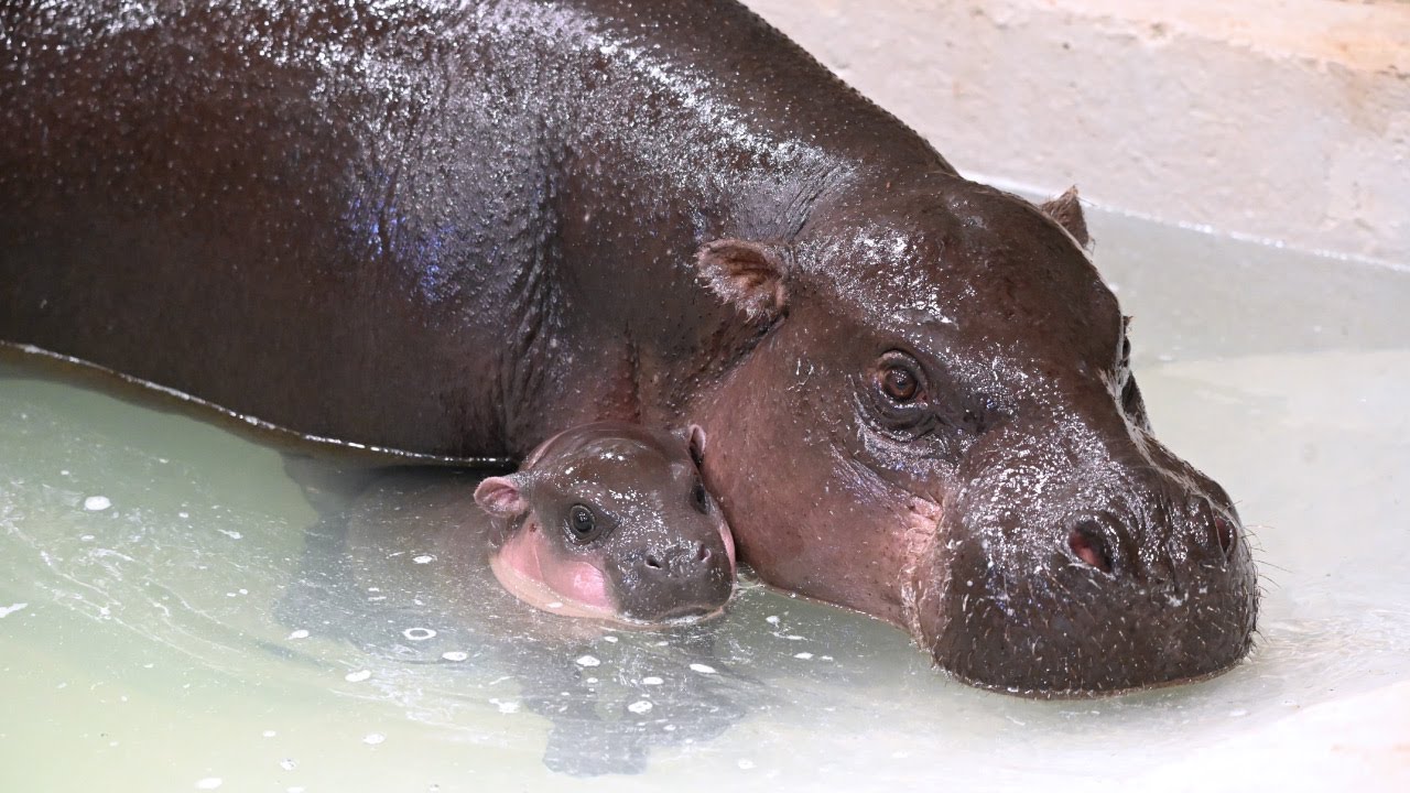 Pygmy Hippo Baby Splashes In Pool