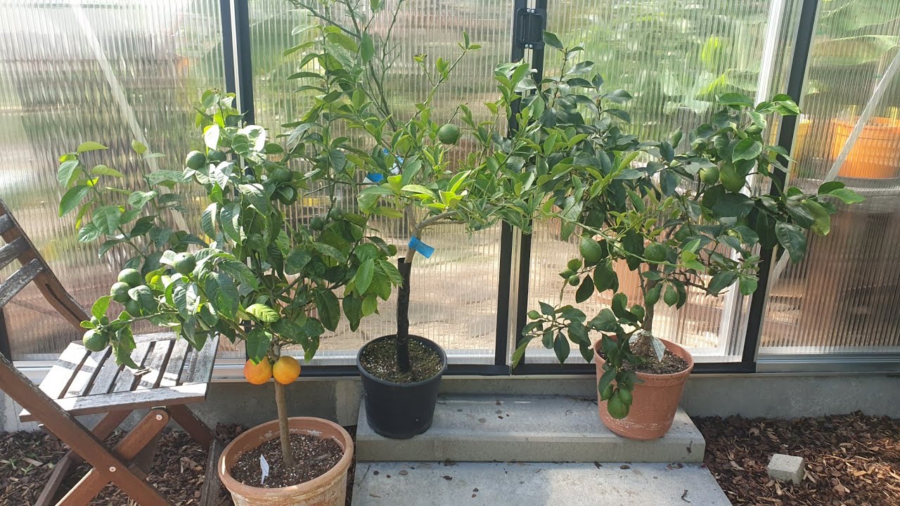 Zitronenbaum schneiden. Einfach und schnell. Alles was Ihr wissen solltet.