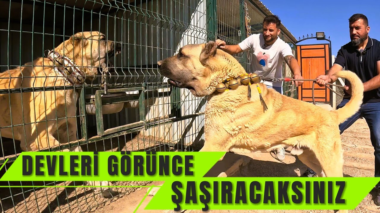 OHAAA???GÖRENLERİ ŞAŞKINA ÇEVİREN DEV KÖPEKLER !!!!!!!! BİG DOGS  #anadoluçobanköpeği 