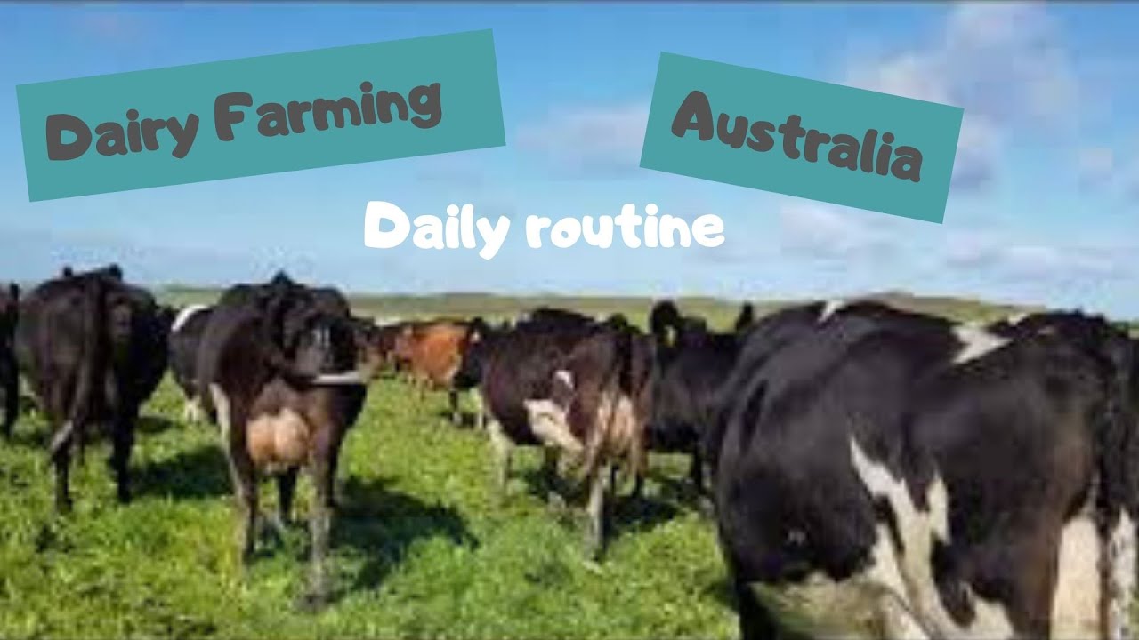 Dairy farming in Australia, my daily routine. Buhay Dairy farmer.