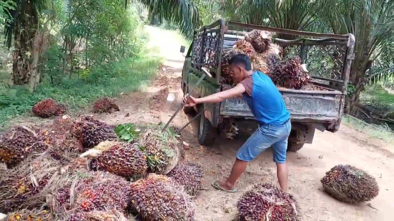 KEMBALI MENAIKAN BUAH SAWIT  BABON BESAR SEORANG DIRI KE MOBIL L 300