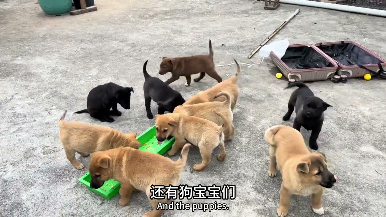 田园犬一胎生了11个，突然又一只生病不吃饭，主人连忙跑去狗窝，看看发生了什么