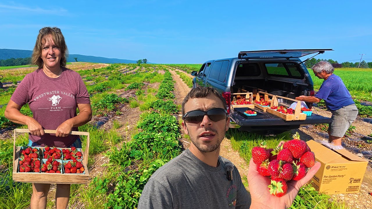 The Biggest Berry Harvest