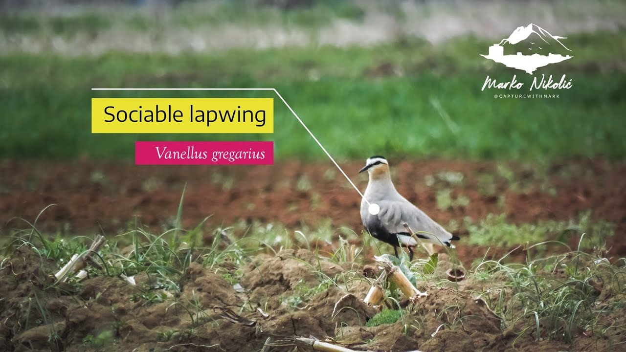 NEW bird SPECIES in Serbia - Sociable lapwing (Vanellus gregarius)