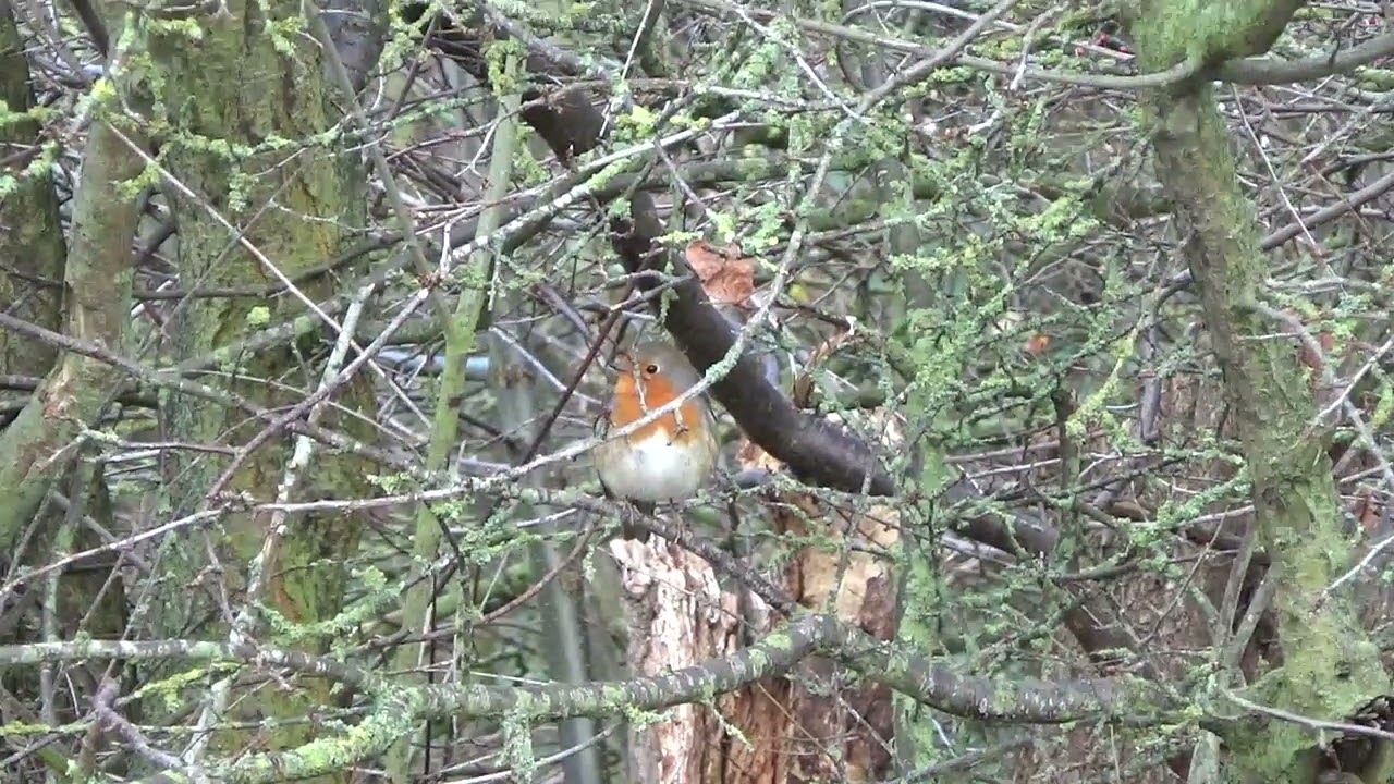 Robin UK Wildlife