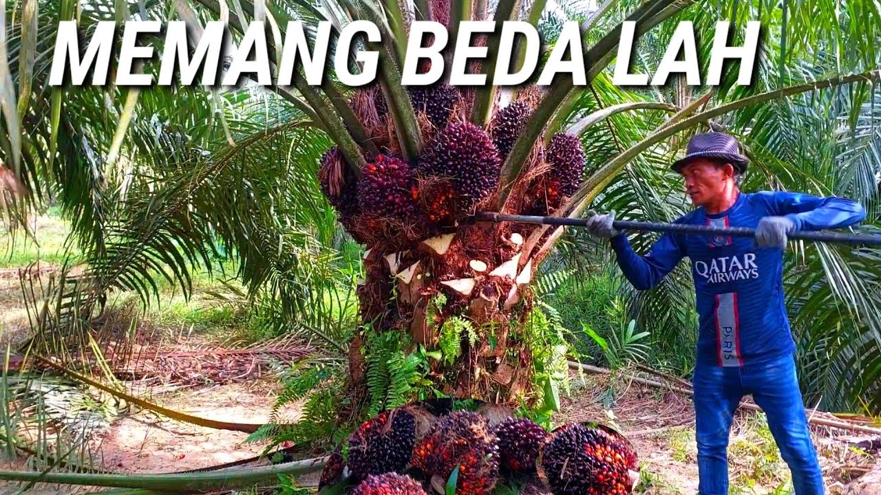 memang jauh beda cara panen sawit disini sawit harga panen sawit perton.Rm.70 sangat mudah dapet ton