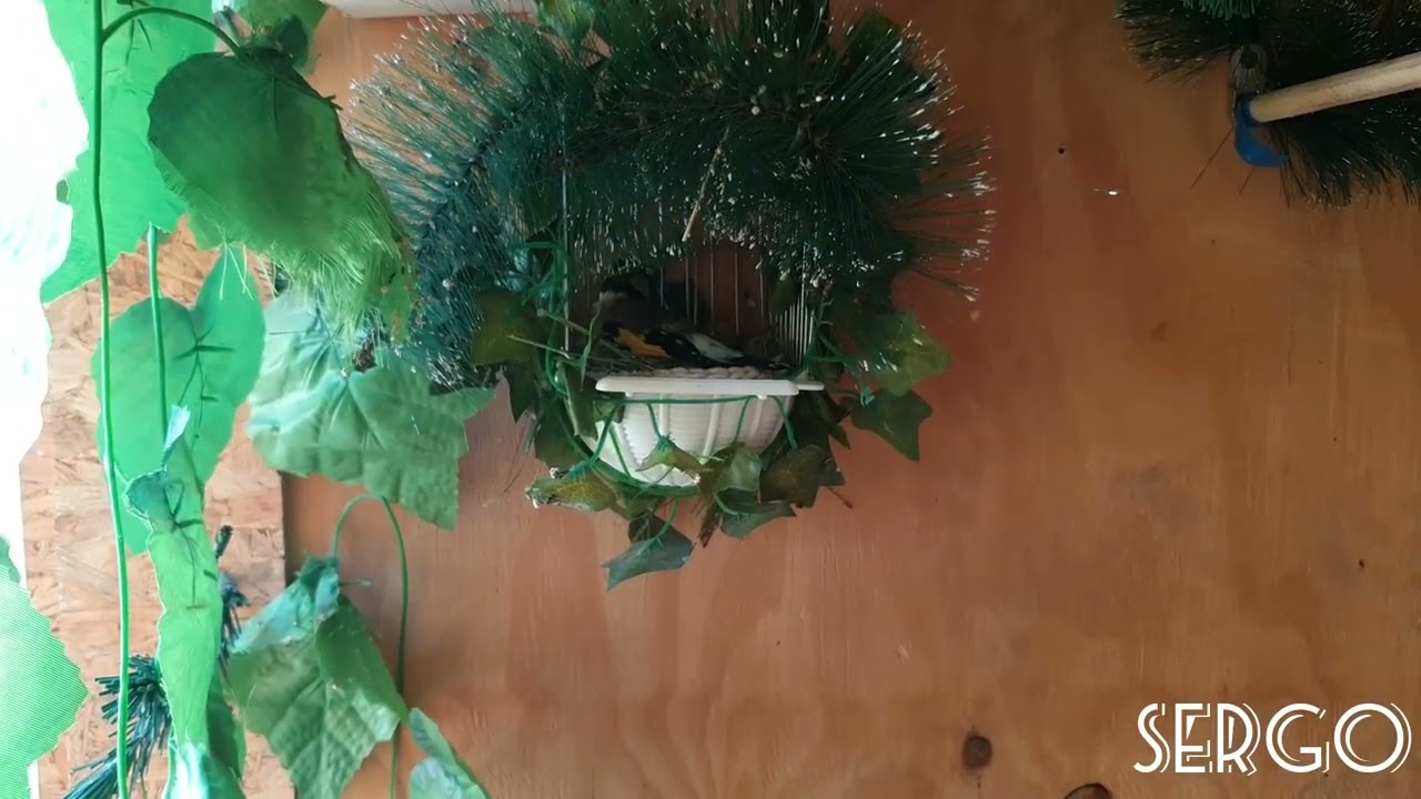 Щеглы, гибриды и канарейки. Щегол на гнезде.