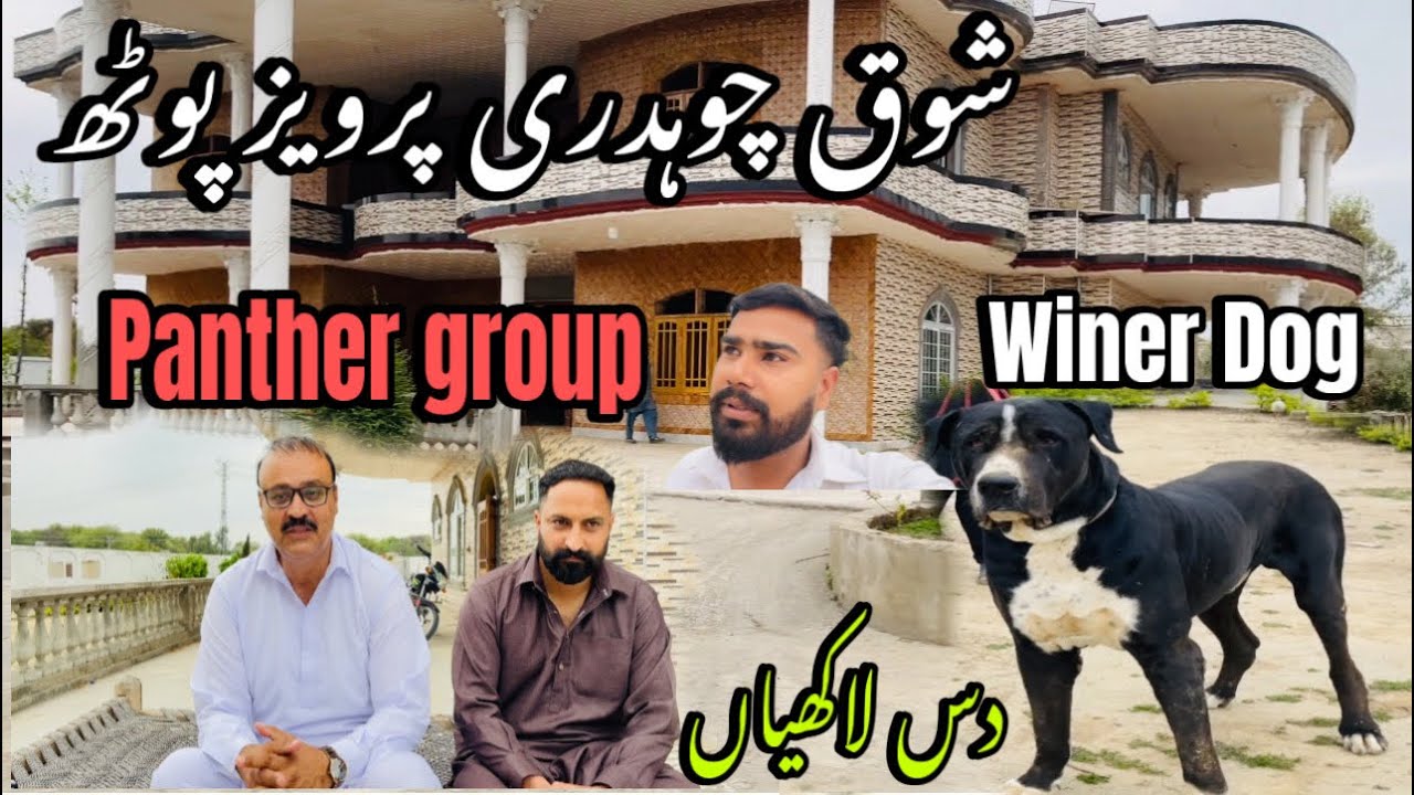 AZAD KASHMIR TOP CLASS BULLY BREED DOG DAS lahkhiya OWNER CHOHDARI RAYAZ  AnD chohdari PARWAZ #🌹🌹