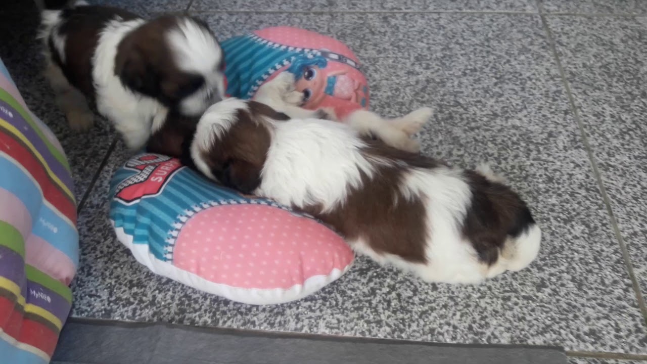 Shih-tzu com 30 dias.