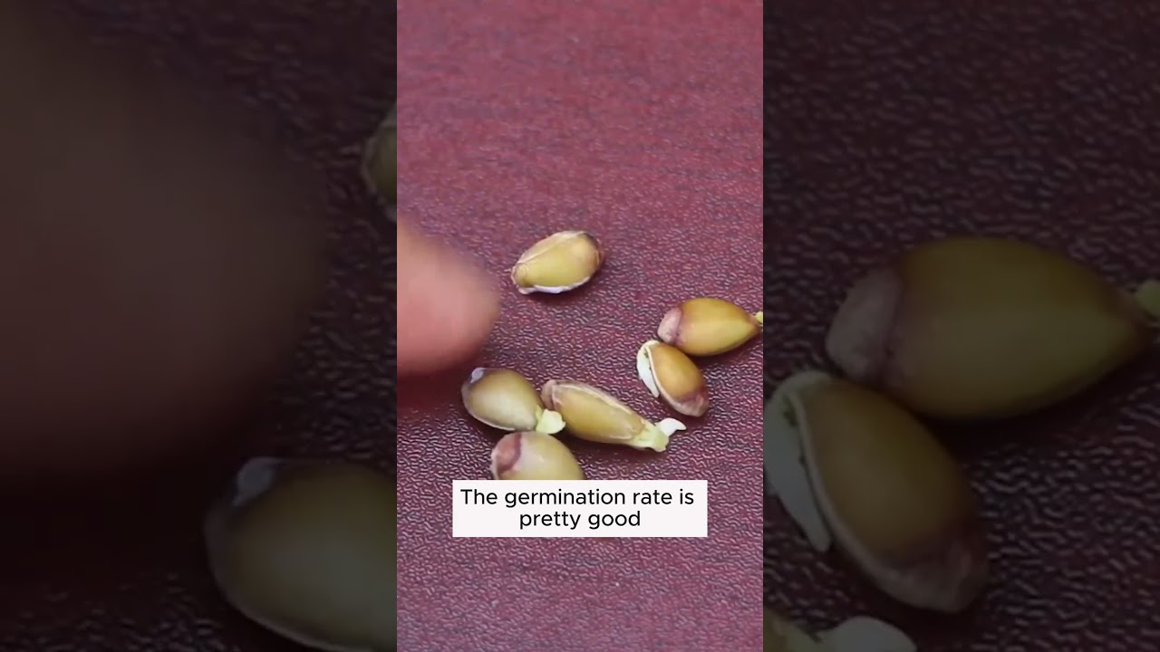 Growing oranges from seeds is easy  #garden #gardening #plants