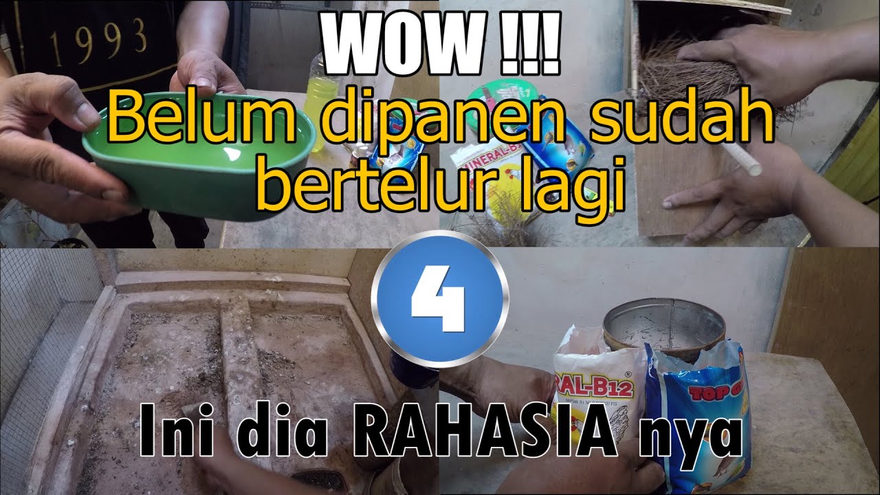 Rahasia Ternak Ala PMB, Produksi Lancar!!! #ternakmuraibatu 