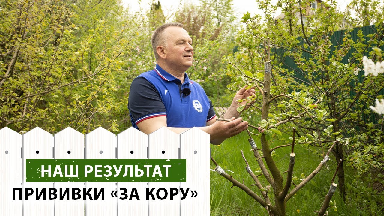 Самый правильный способ прививки за кору. Часть вторая. РЕЗУЛЬТАТ.