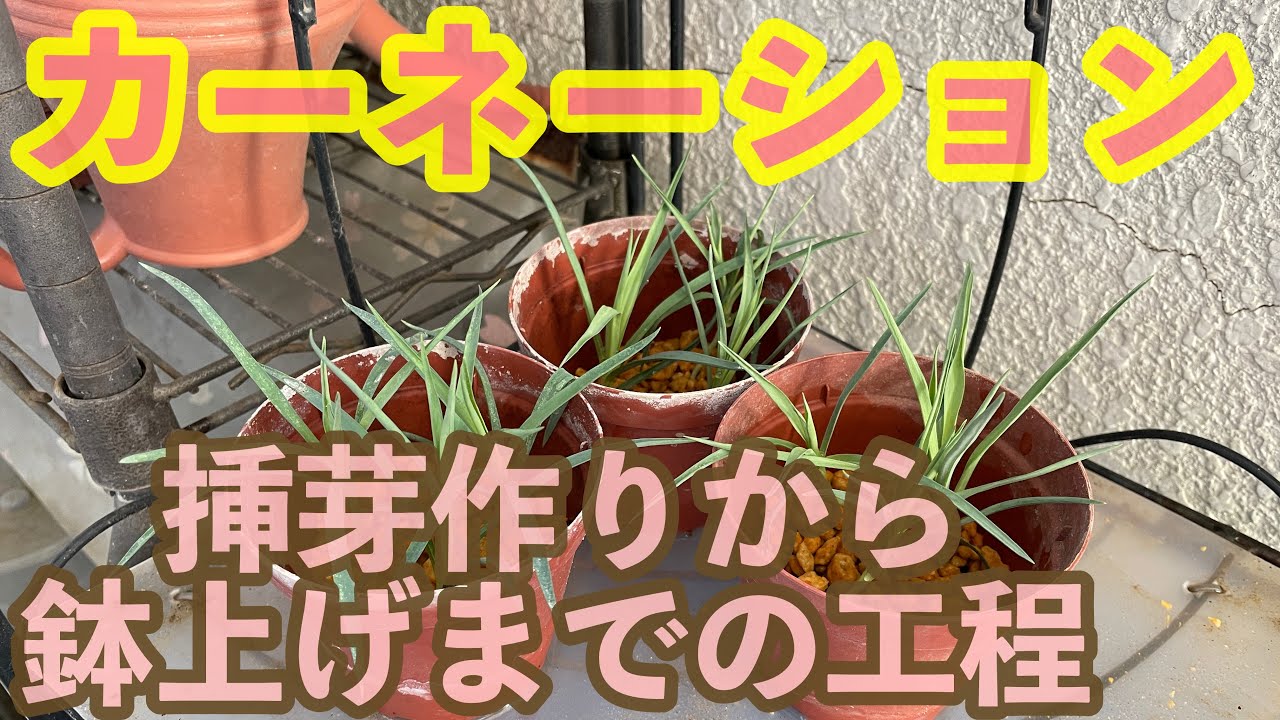 母の日カーネーションの剪定と挿し芽作りから鉢上げまで2021/10～2021/12