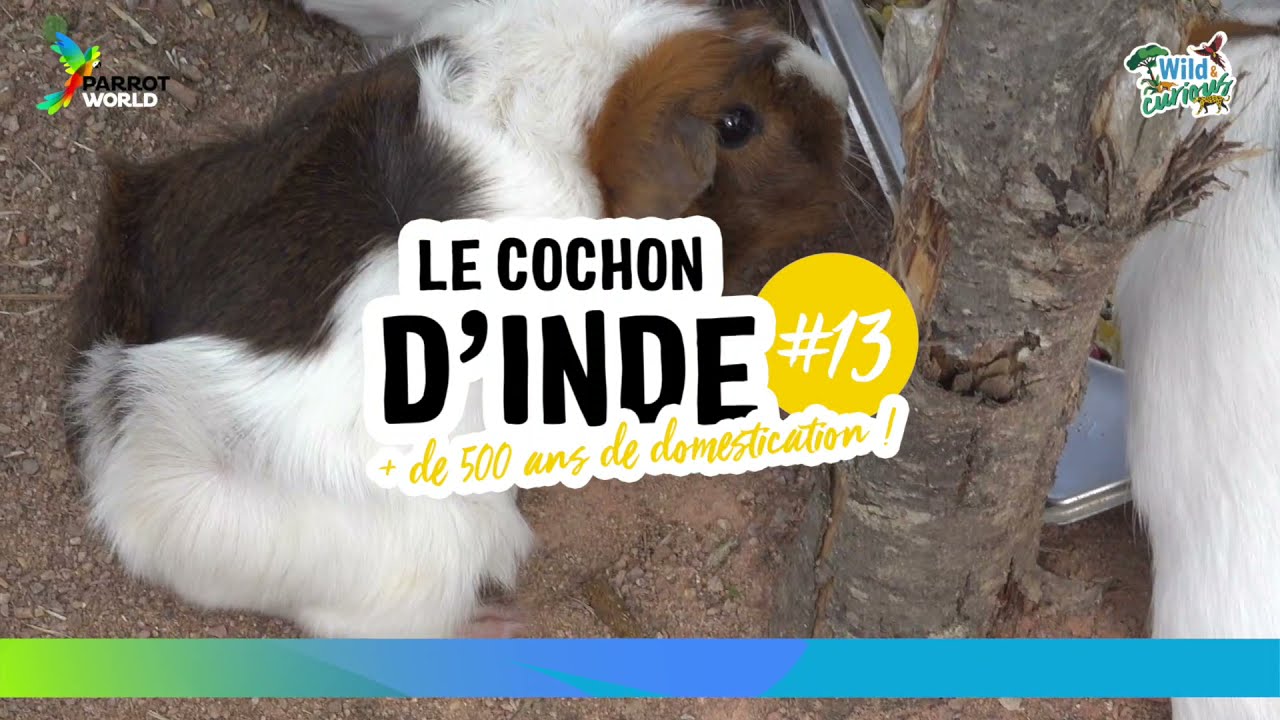 Wild & Curious - le Cochon d'Inde