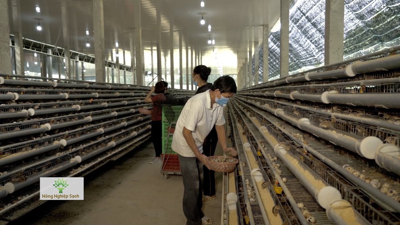 TRANG TRẠI NUÔI CHIM CÚT KHÔNG KHÁNG SINH VÀ KHÔNG BỎ PHÍ THỨ GÌ