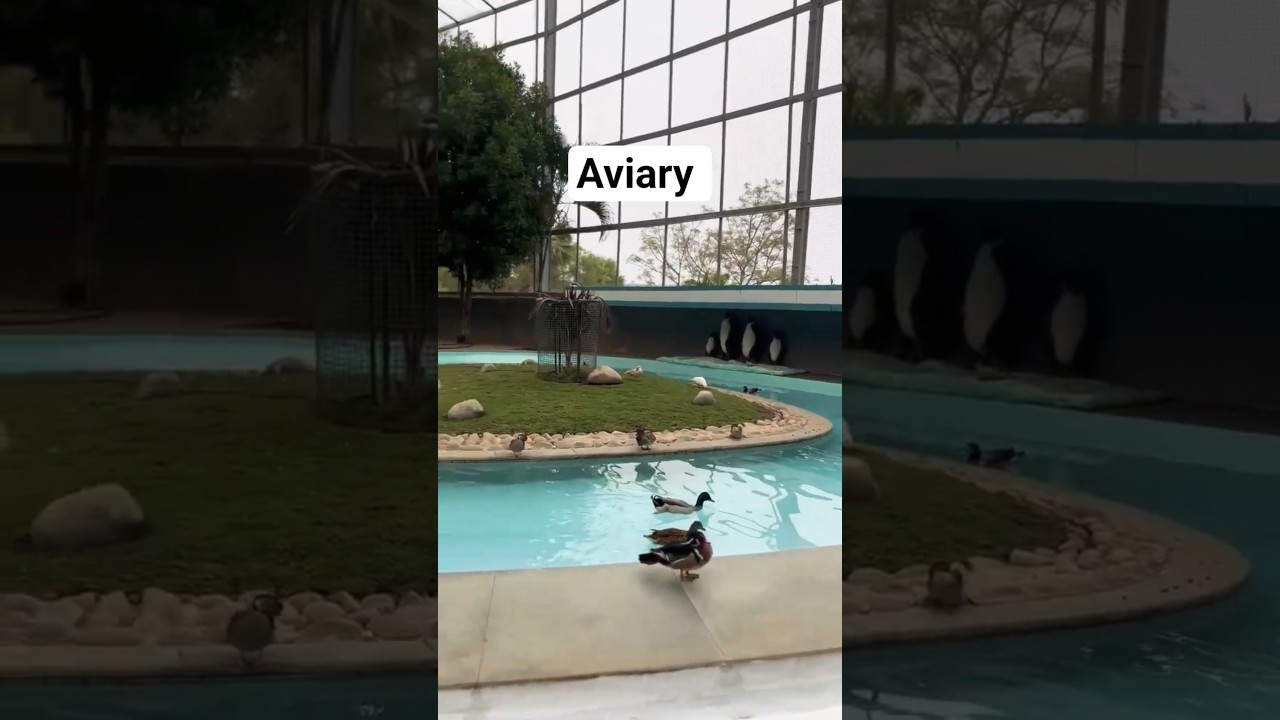 Aviary 🪽🪽🐦🐤🐥! beautiful nature!
