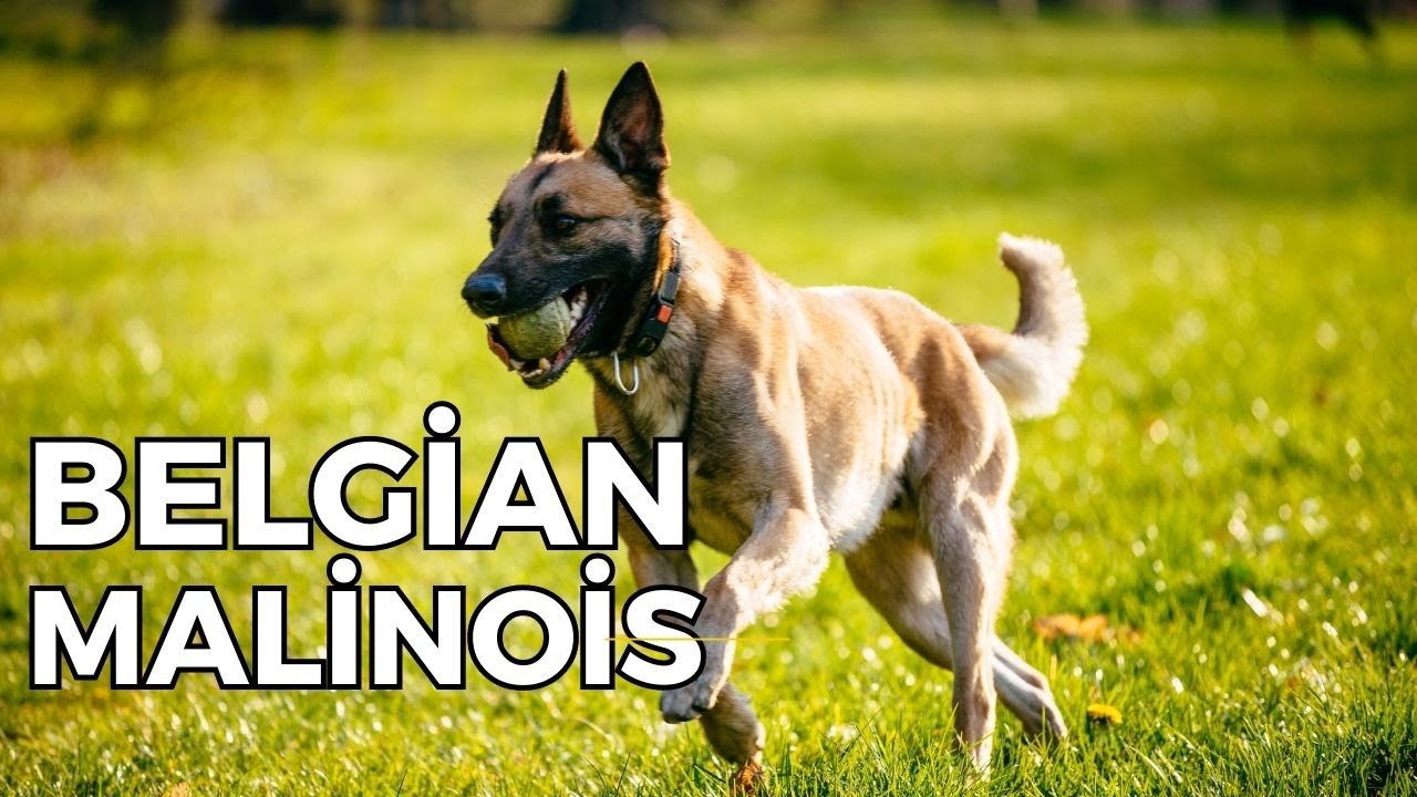 Comment renforcer l'obéissance et la discipline de votre Belgian Malinois