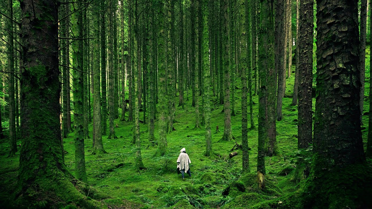 MEDITATION ET RELAXATION - Musique Relaxante &agrave; travers les bois | MusicSquare