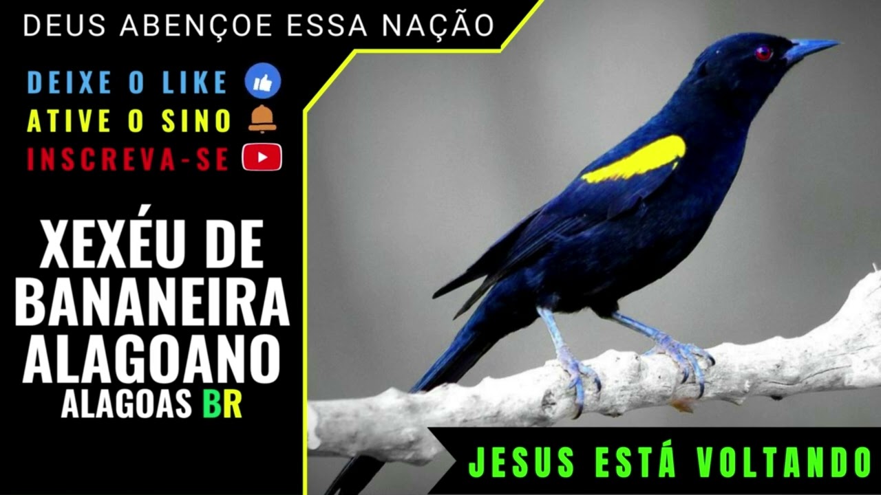 🟢 - XEX&Eacute;U DE BANANEIRA ALAGOANO CANTANDO MUITO! UM VERDADEIRO ESPET&Aacute;CULO!