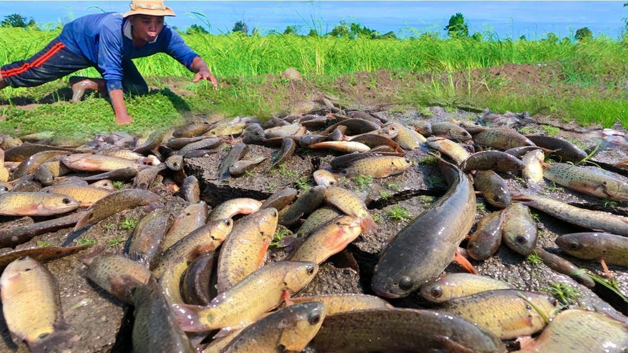 Wow amazing fisherman catch a lot of fish near the road by hand