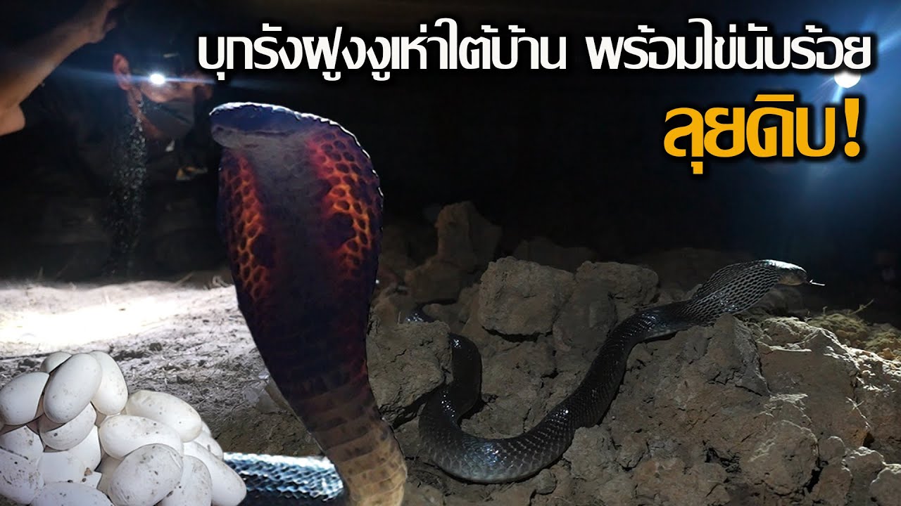 ลุยดิบ EP.3 บุกรังฝูงงูเห่าใต้บ้าน พร้อมไข่นับร้อย