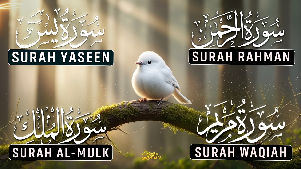 Beautiful Voice Of Surah Yaseen | Surah Rahman | Surah Waqiah | Surah Mulk | Alaa Aqel | Ep-14