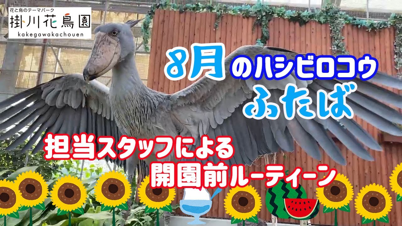 8月のハシビロコウ「ふたば」～体重計に乗ってほしいバードスタッフ～【掛川花鳥園公式】