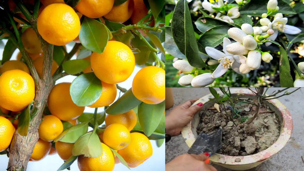 नारंगी के पौधे का देखभाल ll tips and care for Chinese orange plant ll how to care Chinese orange 🍊