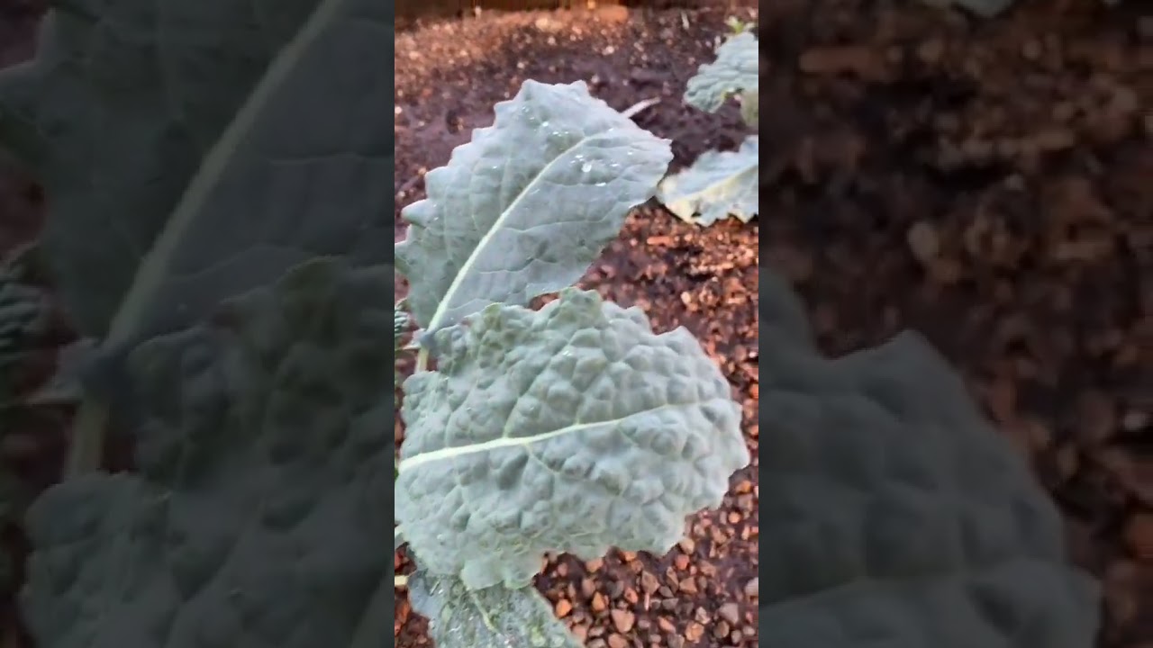 Smart Pot Garden at Prairie Earth Gardens OKC 🌱
