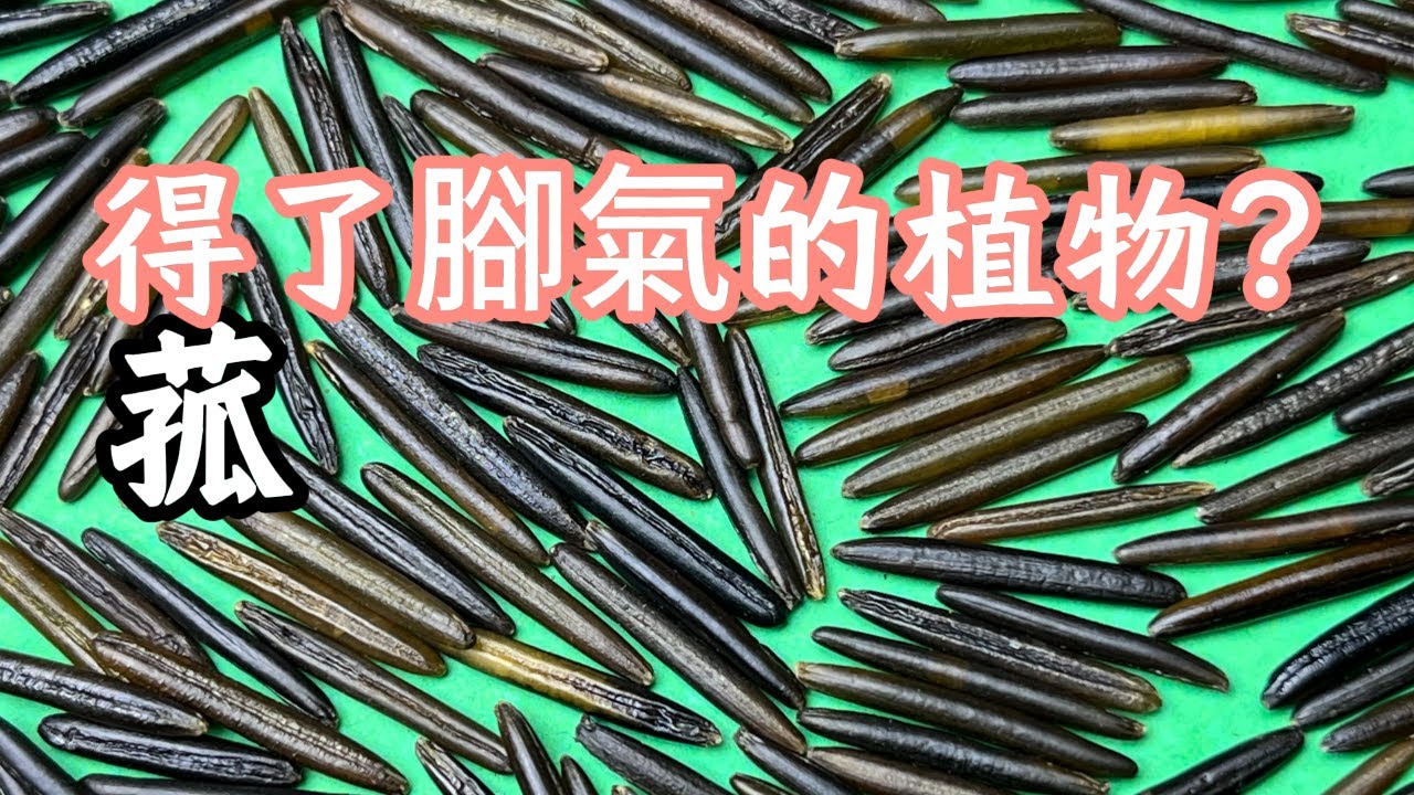 得了“腳氣”卻能逆風翻盤的植物，菰的歷史人文#植物科普 #植物 #菰米 #茭白#蔬菜