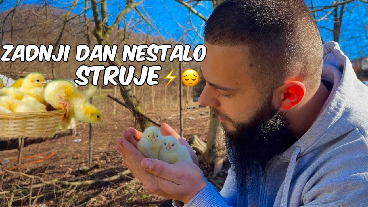 Vađenje Pilića Iz Inkubatora! Novi Životi na Farmi! Preseljenje Pilića u Novi Dom! Leghorn!
