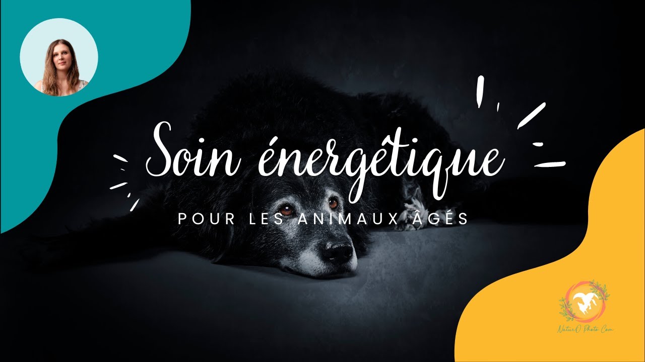 Soin énergétique animaux âgés   Céline Moreau son