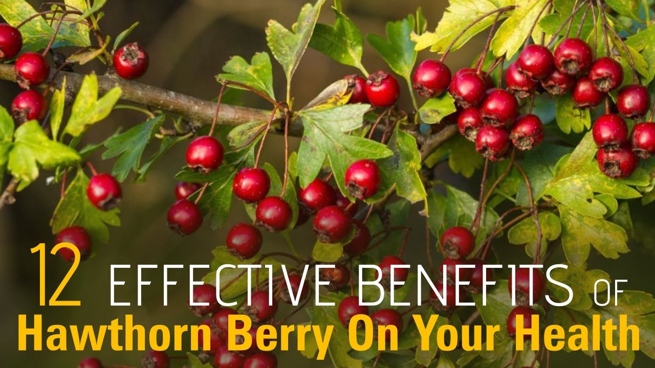 12 Effective Benefits Of Hawthorn Berry On Your Health | Healthspectra