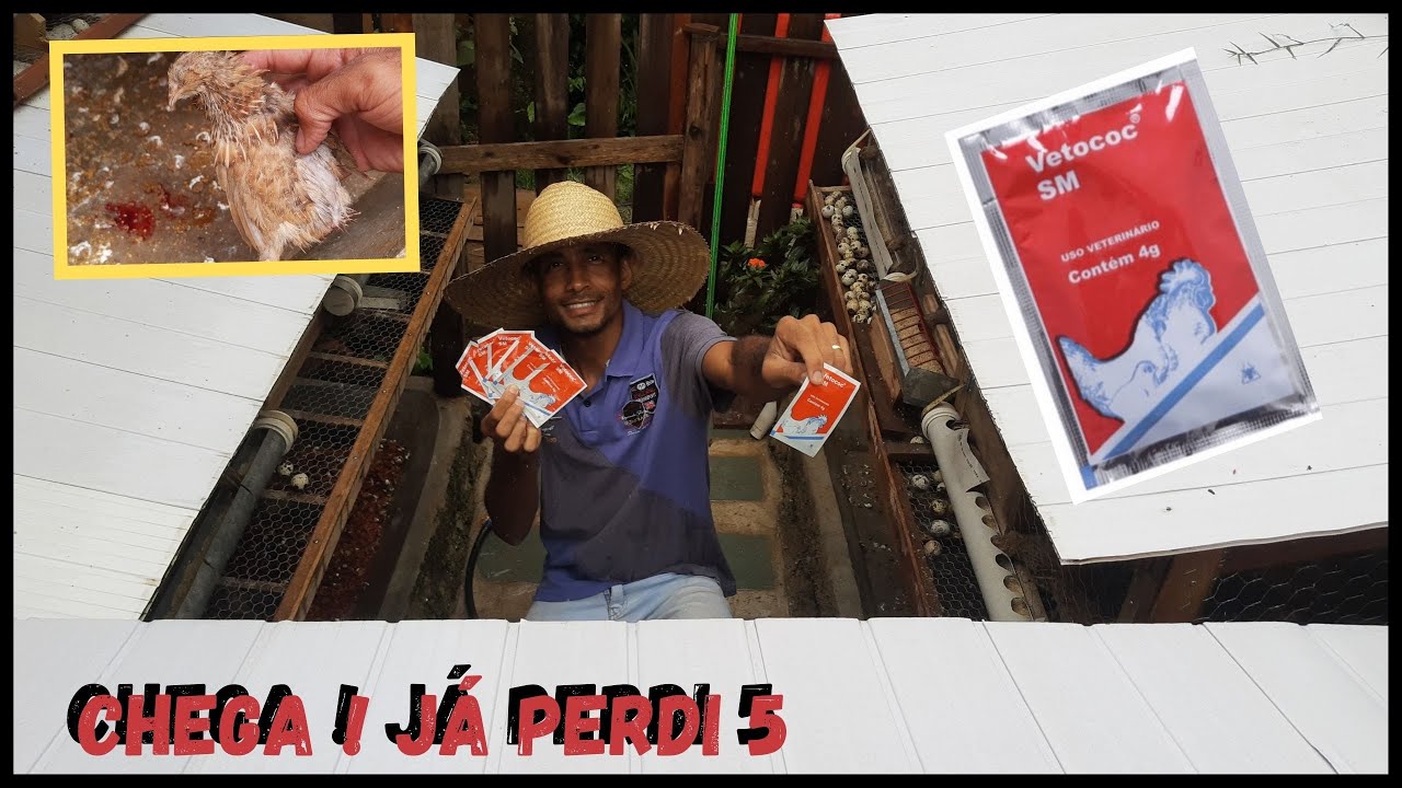 iniciando Tratamento Contra Coccidiose, não cometa mesmos erros, IREI FALAR @TILAPIA Minha Vida !