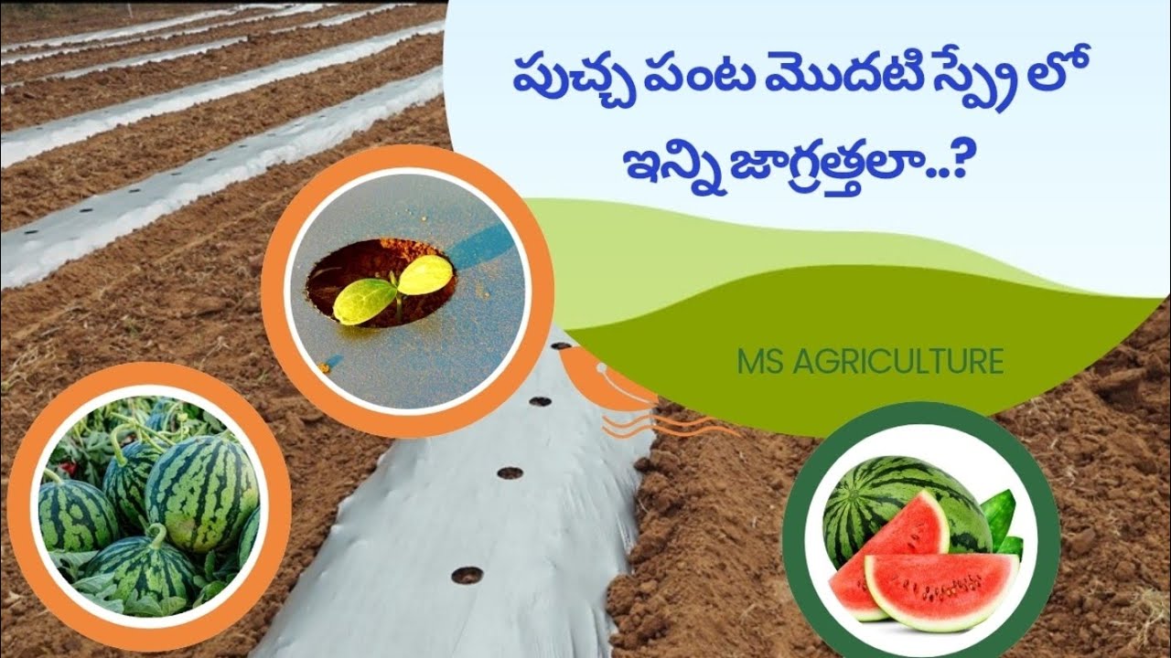 పుచ్చ పంట లో మొదటి స్ప్రేయింగ్ #farming #agriculture #watermilon #spraying #fruit #drip #irrigation