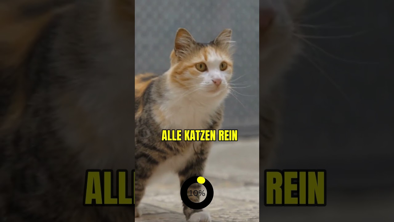 Wenn deine Katze SO alt wird, geh&ouml;rt sie in die Top 1% 👀