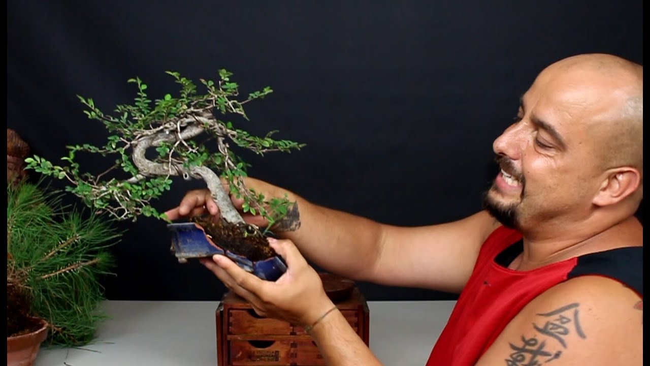 Bonsai Zero Olmo Chino - Trasplante de emergencia por accidente