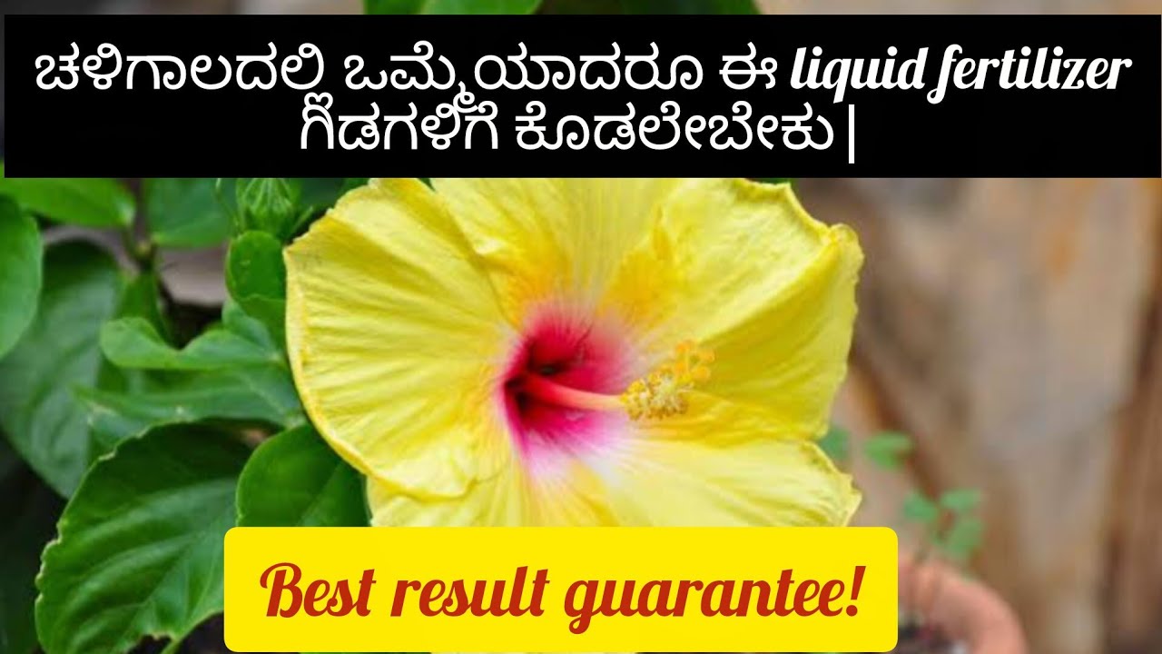 ಚಳಿಗಾಲದಲ್ಲಿ ಒಮ್ಮೆಯಾದರೂ ಈ ಲಿಕ್ವಿಡ್ ಫರ್ಟಿಲೈಜರ್ ಗಿಡಗಳಿಗೆ ಕೊಡಲೇಬೇಕು| ಬೆಸ್ಟ್ ರಿಸಲ್ಟ್  ಗ್ಯಾರಂಟಿ! #garden 