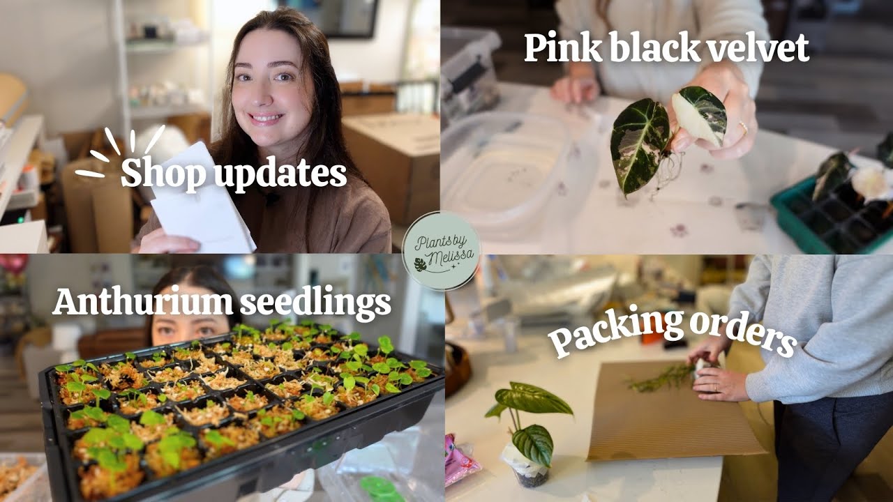 Plant Store Vlog | Shipping Plants From Home | Alocasia Props & Anthurium Seedlings 🌱