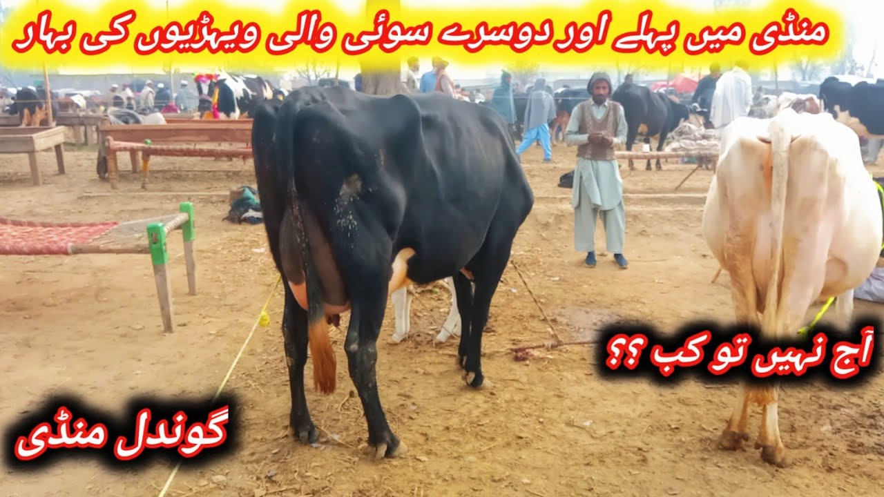 Today Gondal Maweshi Mandi Latest Update||Beautiful 1st And 2nd Timer Pregnant And Milking Cows 