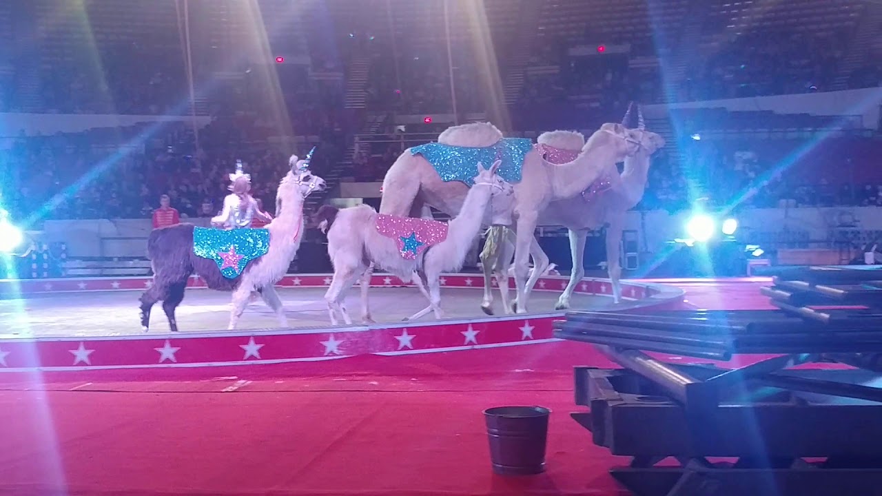 Camels/Llamas by Carden Circus, with beautiful animal's on parade Unicorn theme (2/14/2020 at 7 pm)