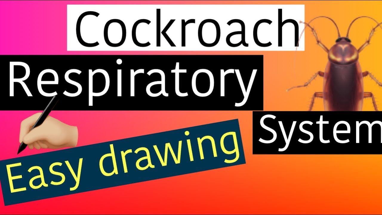 Cockroach respiratory system drawing easily #cockroachdrawings#cockroachd
